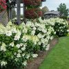 Fire Light Hydrangea #6 - Image 3